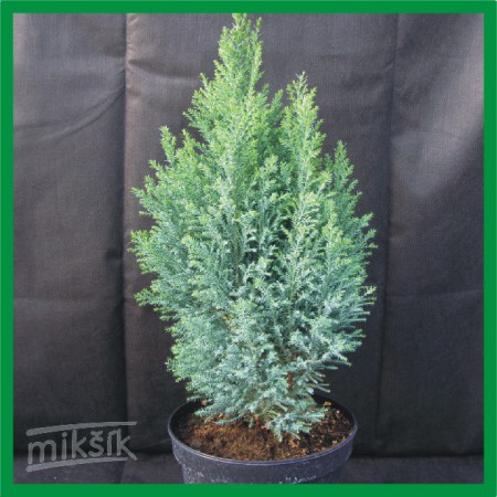 Chamaecyparis lawsoniana "Ellwoodi" - cypruštek Lawsonovi